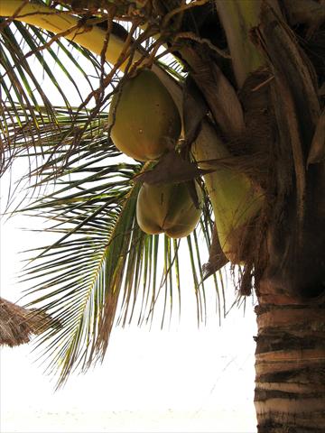 Coconuts