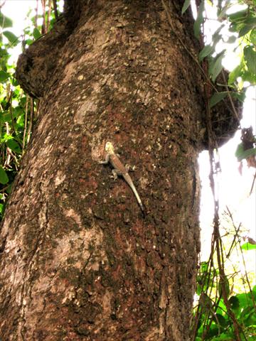 Lizard on tree