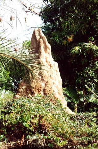 Termite hill