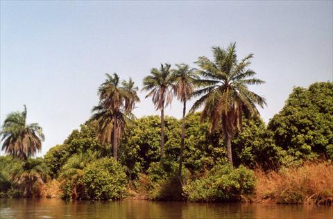 Palmtrees at the river