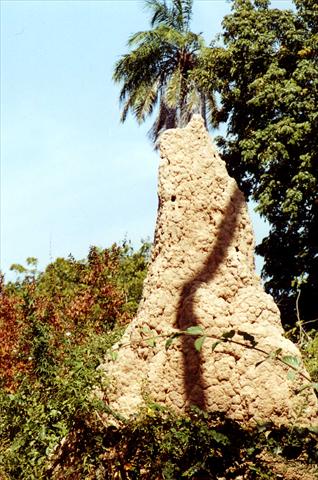 Termite hill