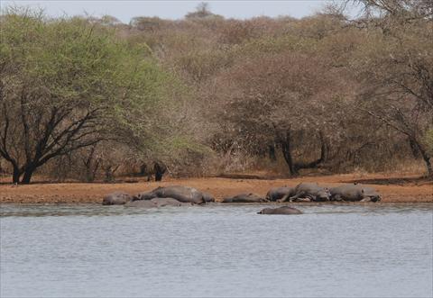 Hippos at Sunset Dam