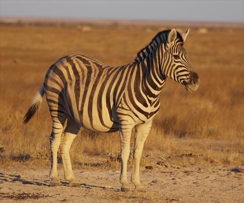 Pregnant Zebra