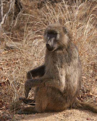 Chacma Baboon