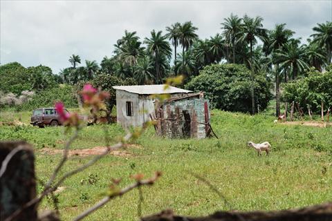 Hut with goats