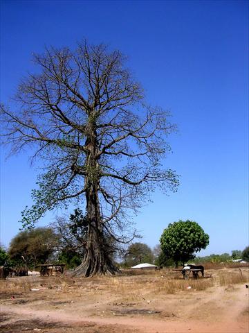 Huge Baobab