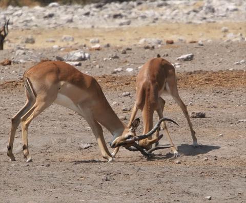 Impala fighting